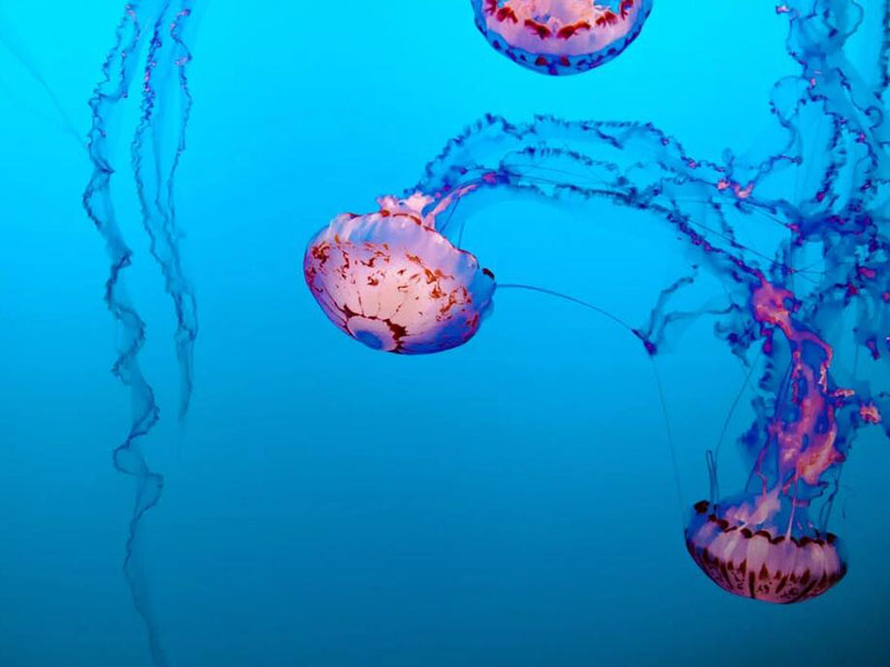 水質總大腸菌群控制措施（水質總大腸菌群檢測方法有哪些）